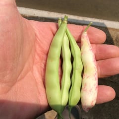 Dwarf Hort Taylor