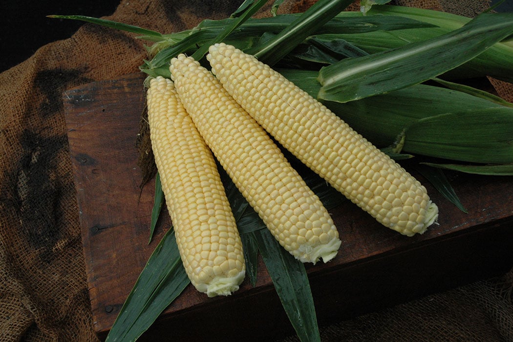 Alliance