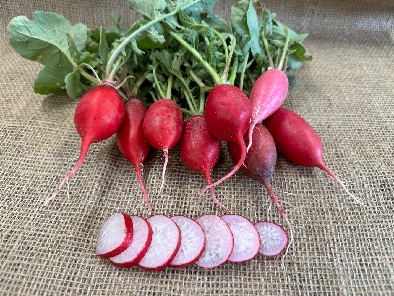 Cherry Belle