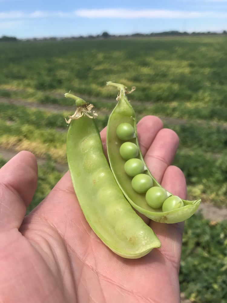 Oregon Sugar Pod II