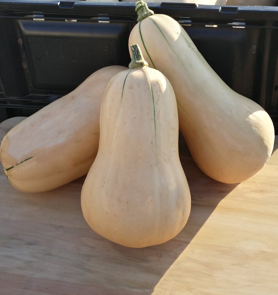 Waltham Butternut