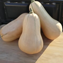 Waltham Butternut