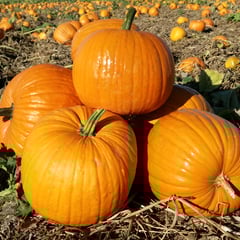 Connecticut Field