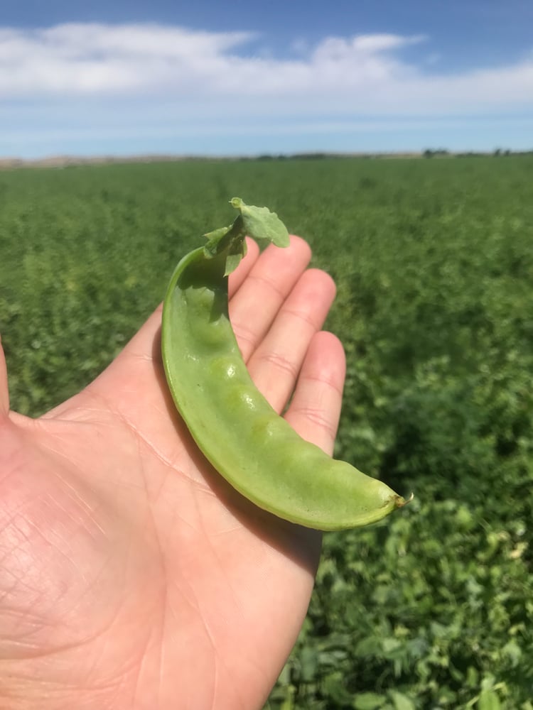 Oregon Giant