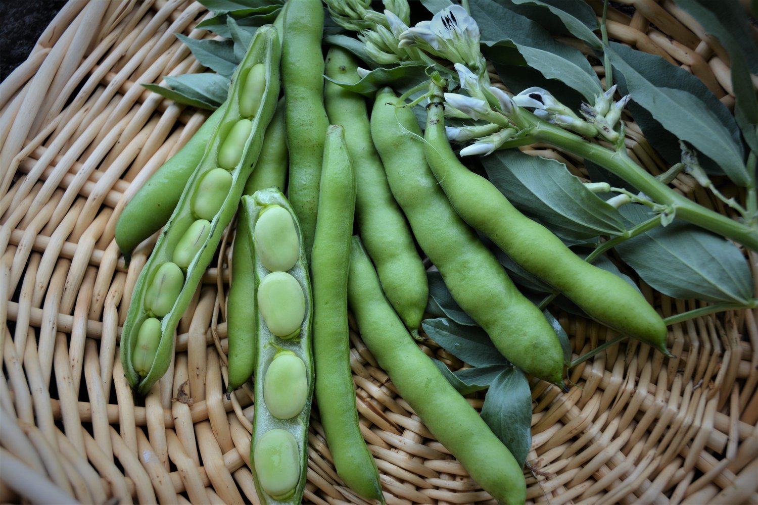 Broad Windsor Fava