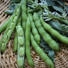 Broad Windsor Fava