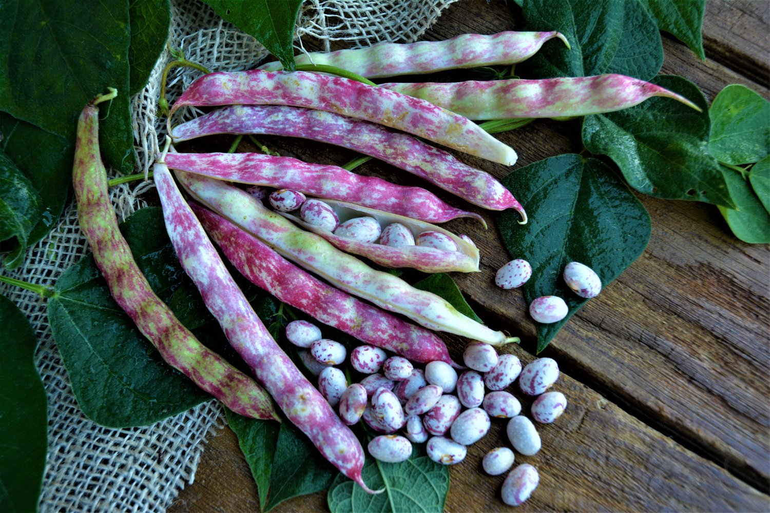 French Horticultural