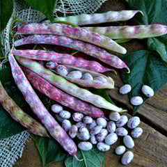 French Horticultural