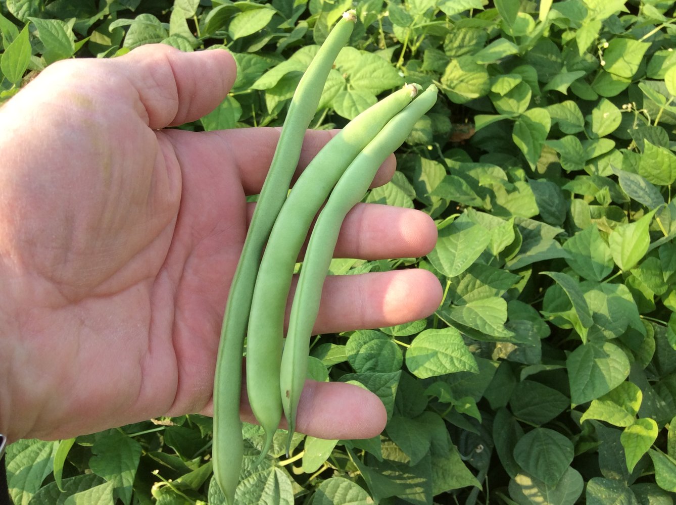 Greencrop