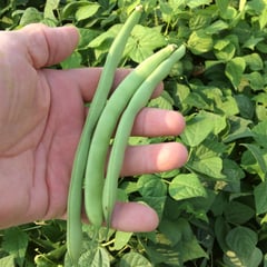 Greencrop