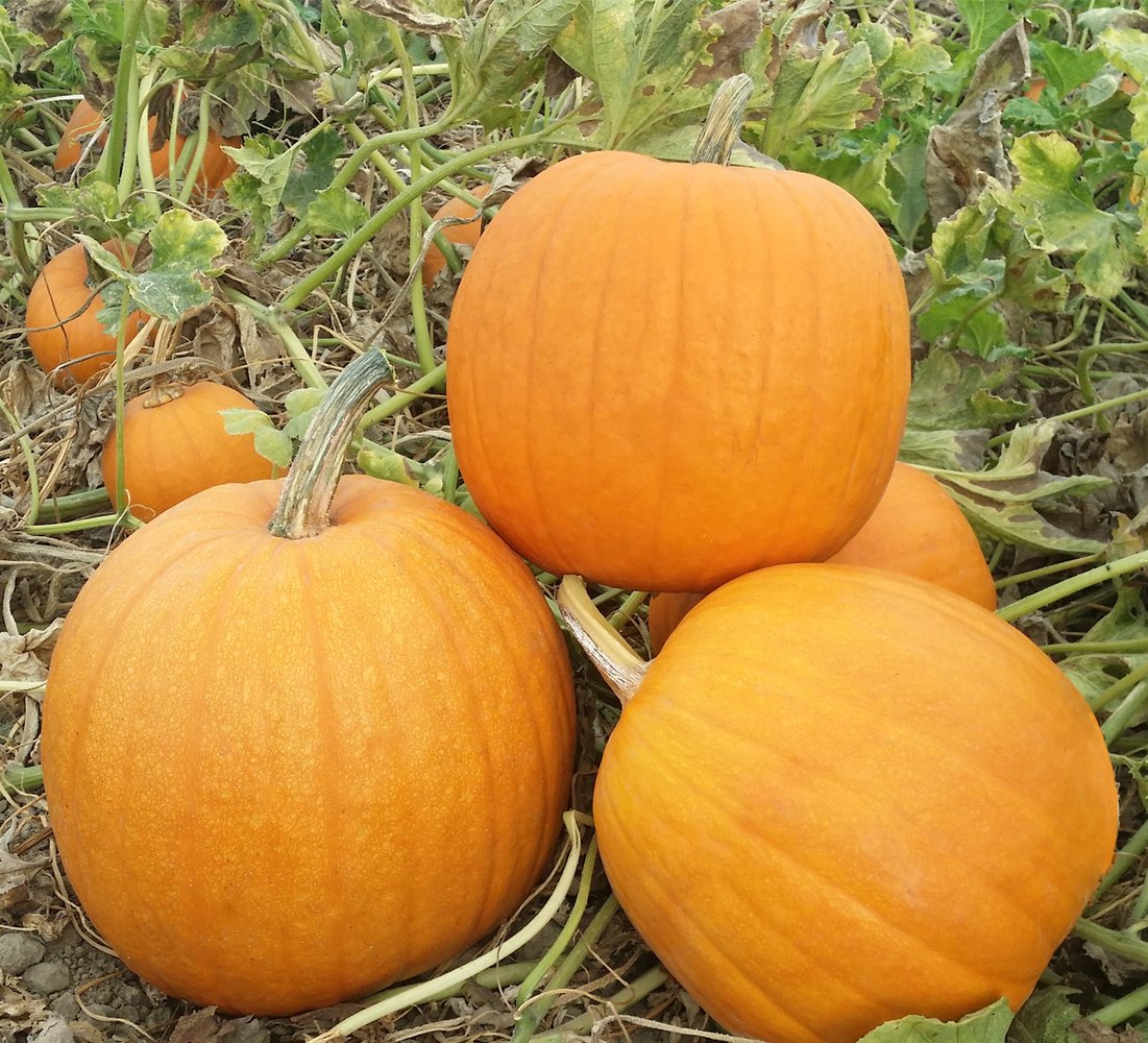 Jack O’lantern