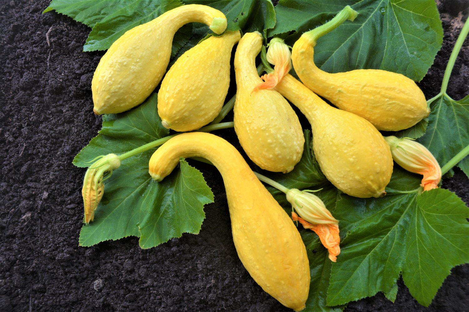 Golden Summer Crookneck