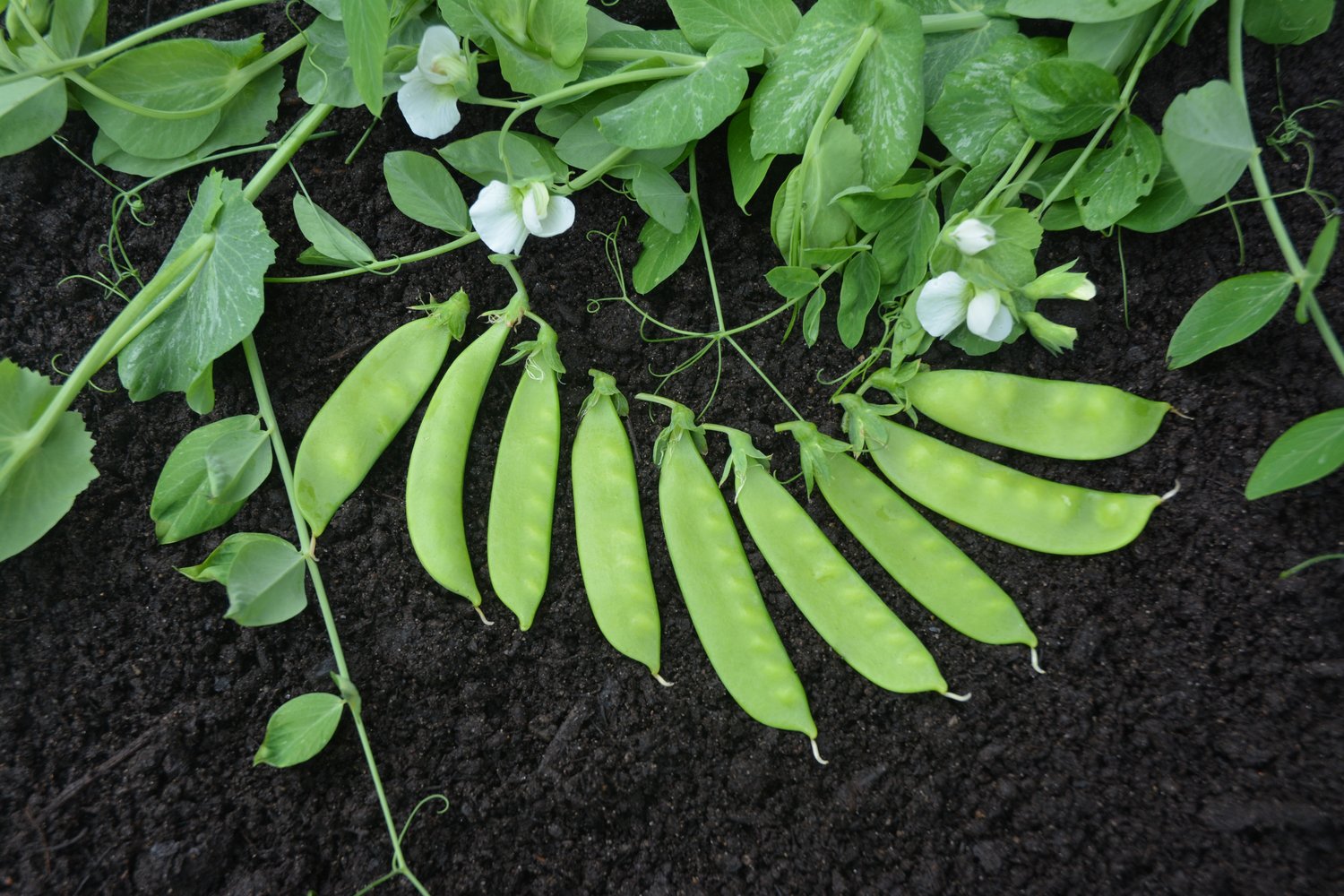 Dwarf White Sugar