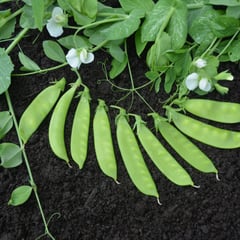 Dwarf White Sugar