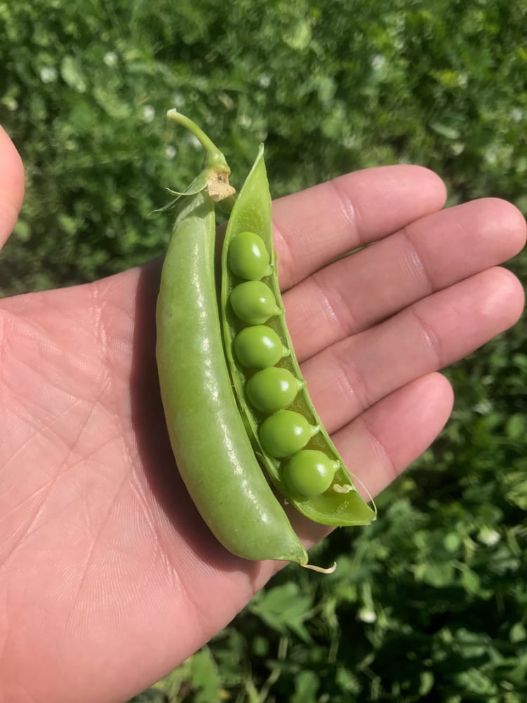 Sugar Snap