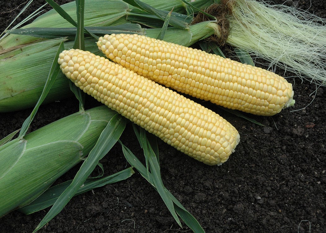 XTH11274