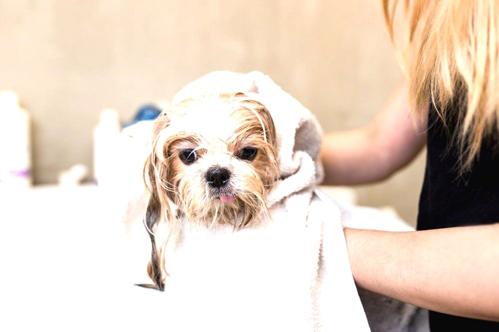 Spa | Deluxe Bath (Short Coat) - Medium