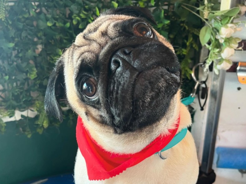 Anxious & Senior Dogs: XS