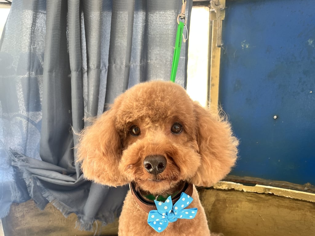 Puppy's First Groom: XS