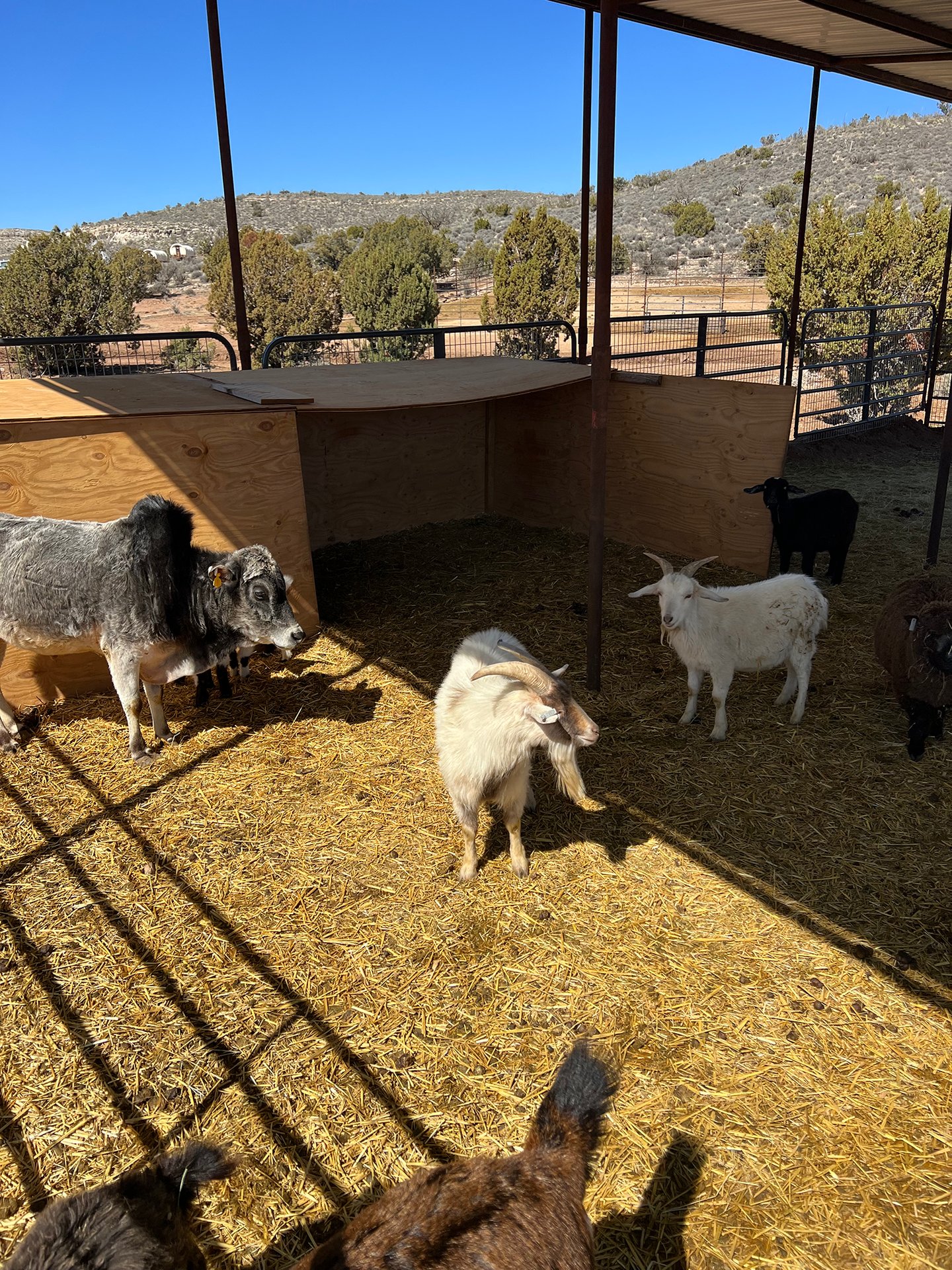 1.png | Grand Canyon Glamping Resort