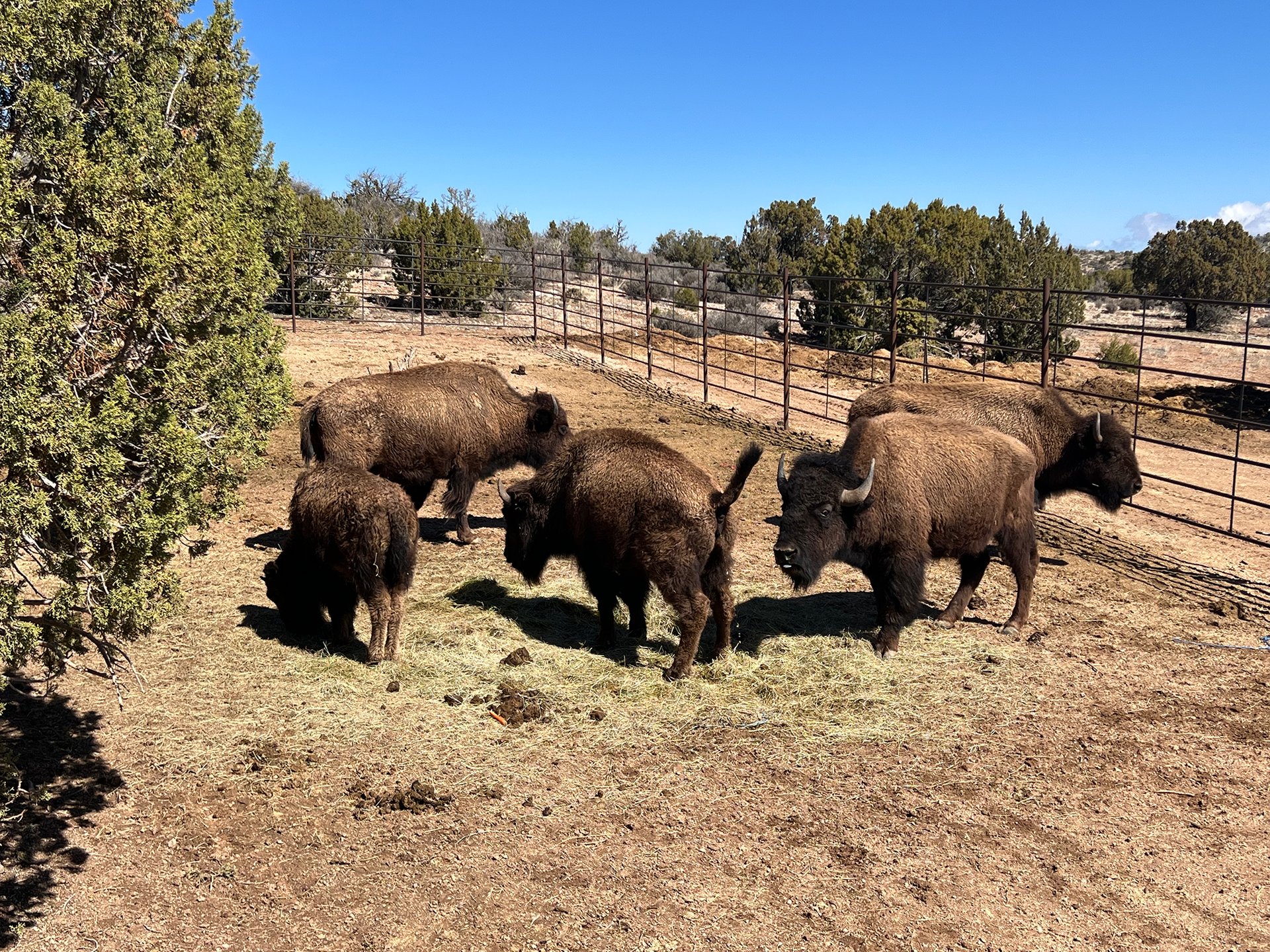 14.png | Grand Canyon Glamping Resort