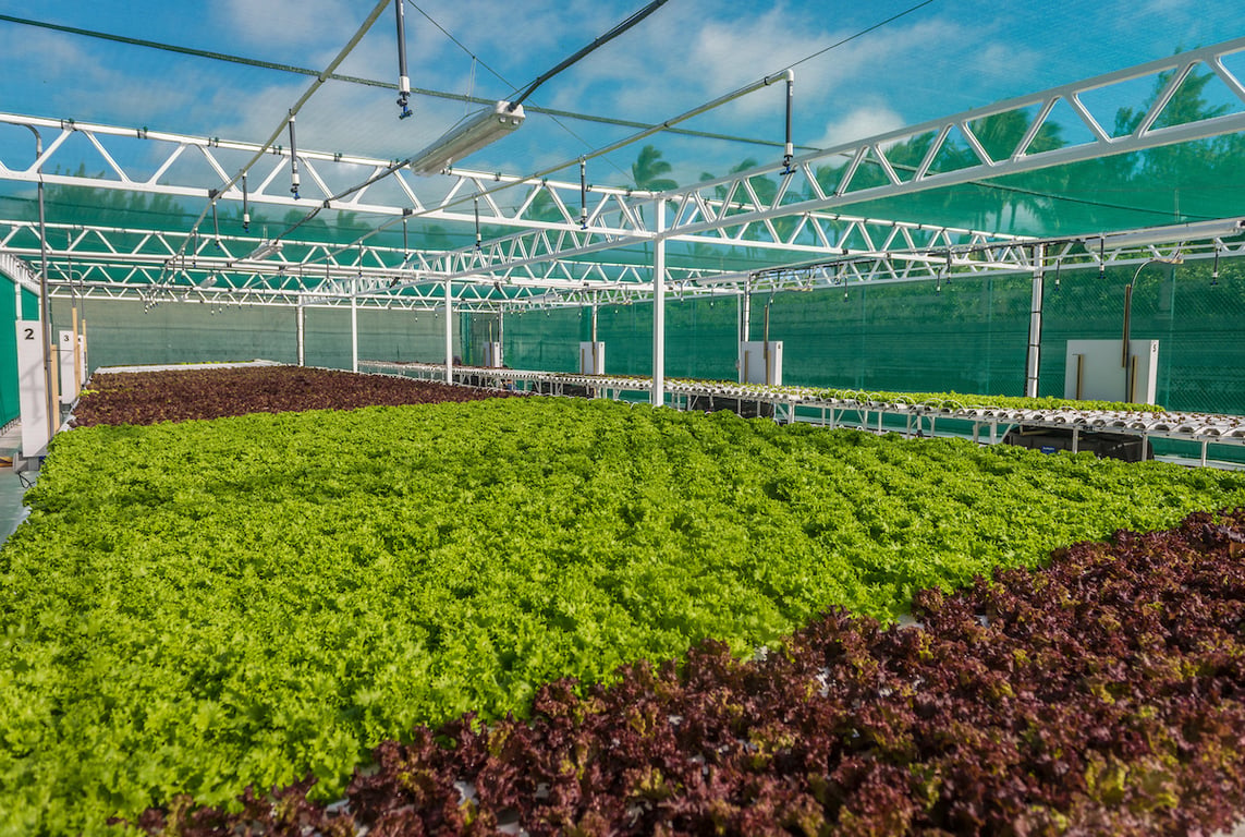 Hydroponic Garden | Grand Hyatt Kauai Resort and Spa