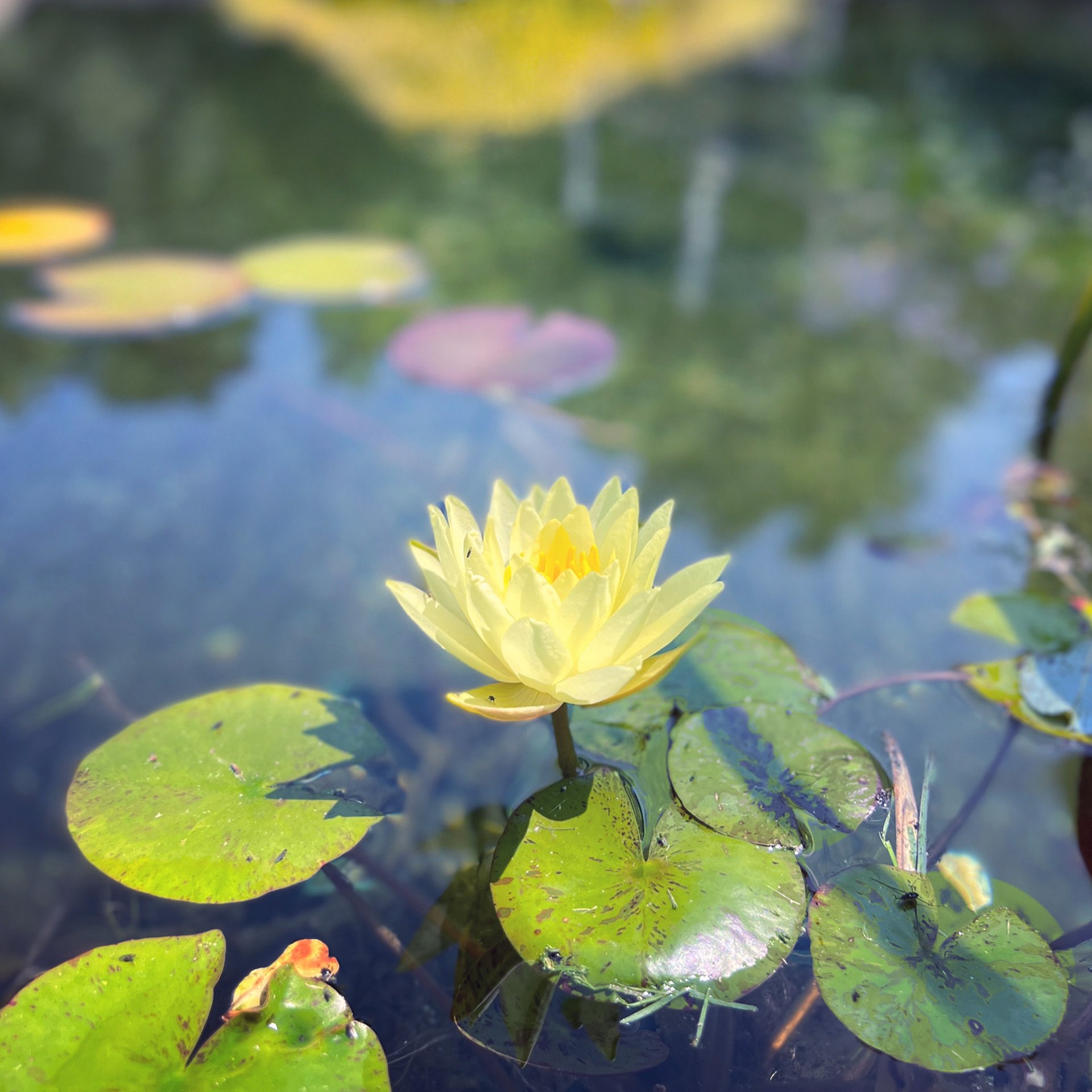 Menopause Retreat