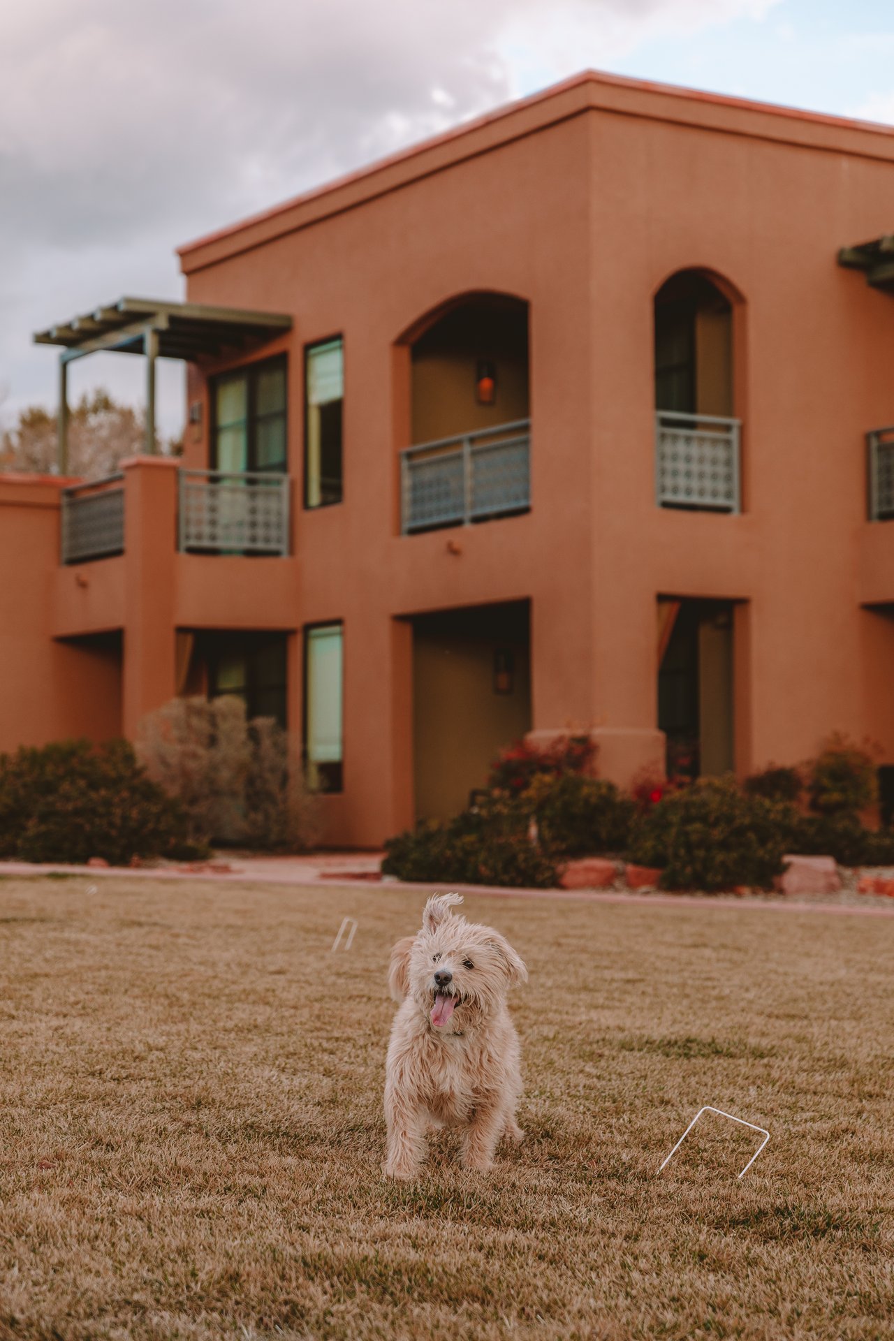 Dog