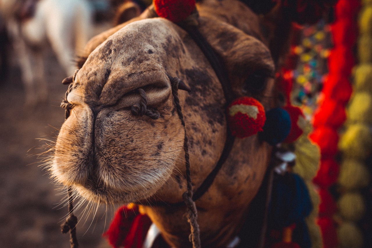 How Many Camels Am I Worth Out of 100? In Quizz