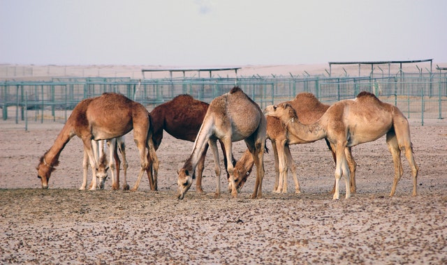 camel quiz