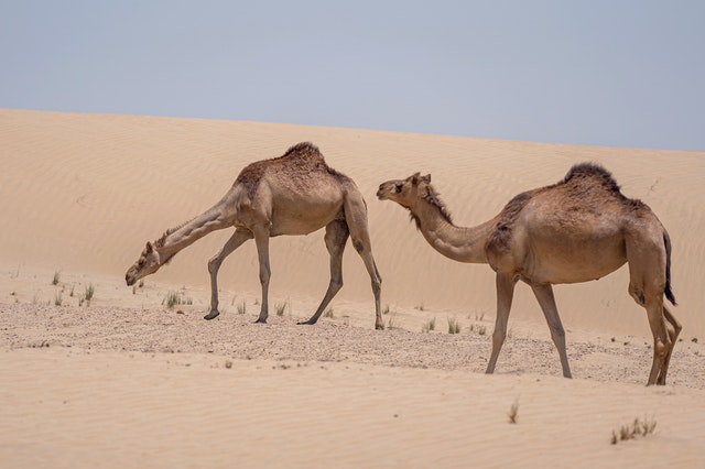 camel quiz