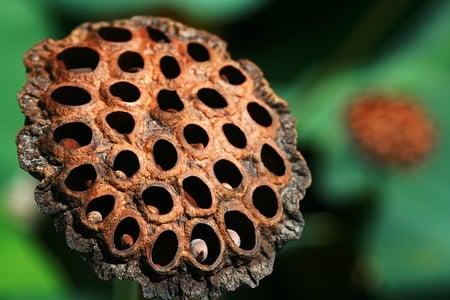 trypophobia test