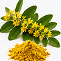 Berberine