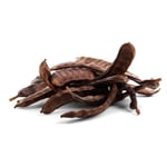 عشبة الخروب 100جرام