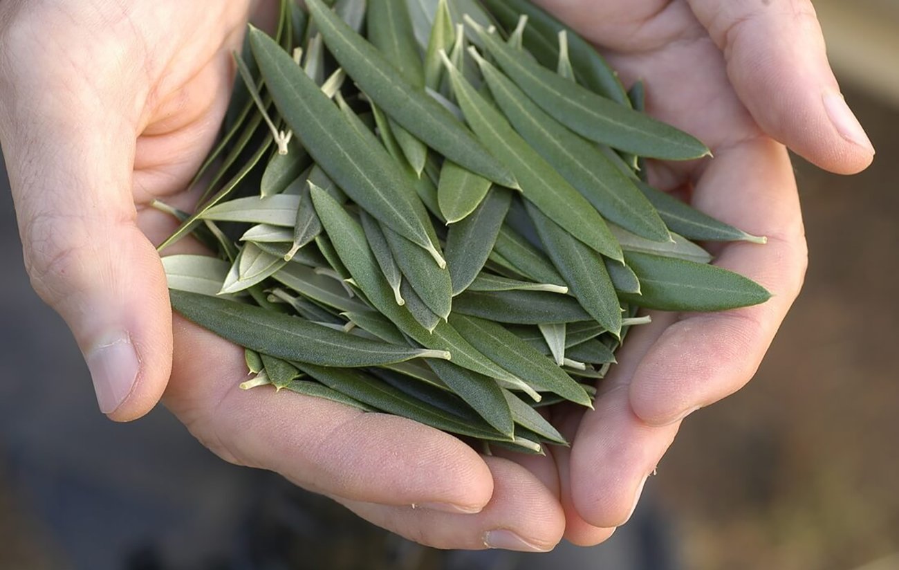 ورق الزيتون