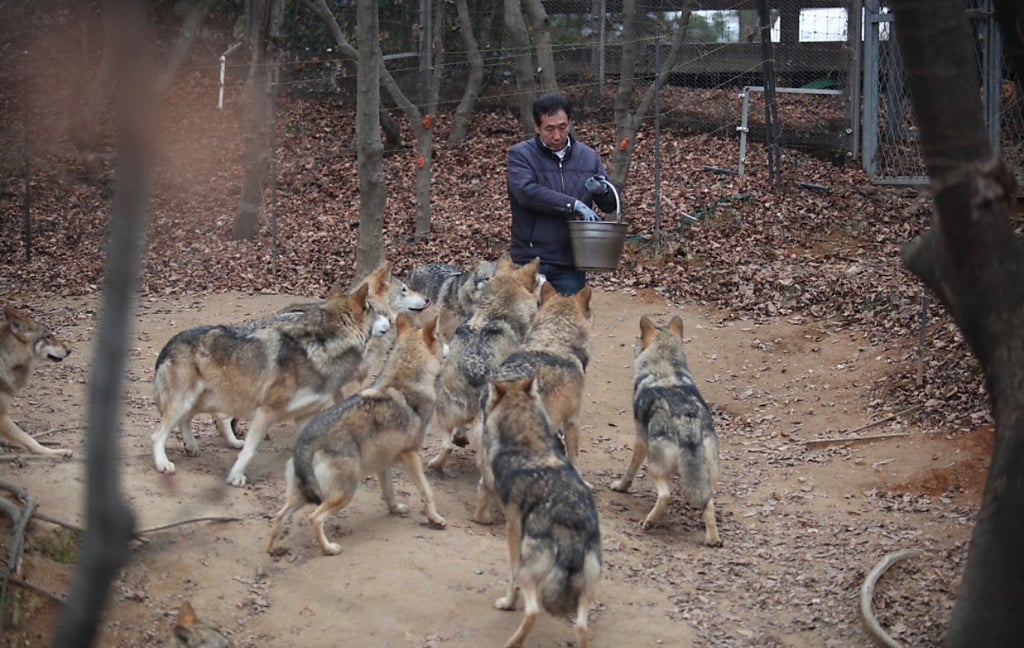 대전 오월드 늑대들 평소 모습 | 인스티즈