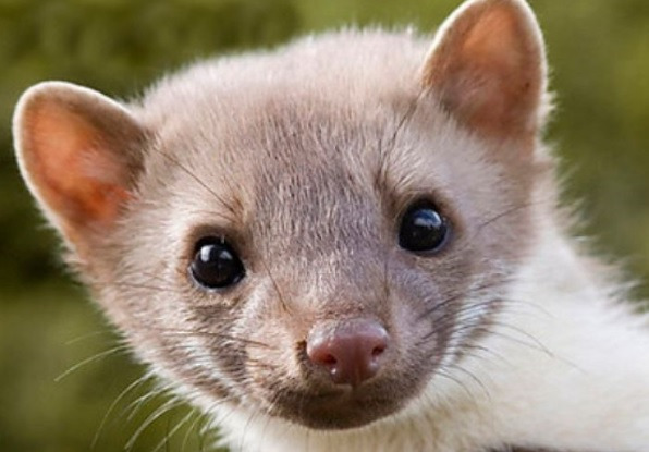 이번에 불다람쥐가 새롭게 불태운 우리 산간 면적 | 인스티즈