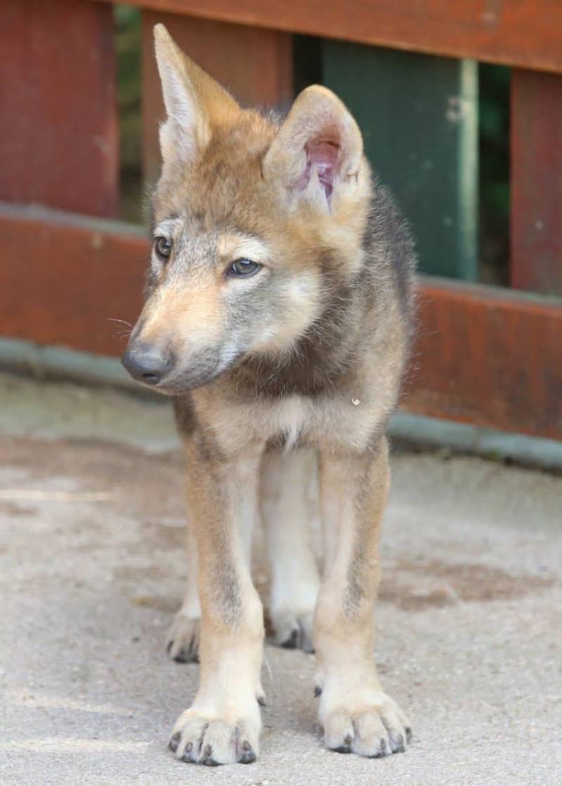 [잡담] 오늘자 대전 동물원 탈출한 늑대 정면사진 | 인스티즈