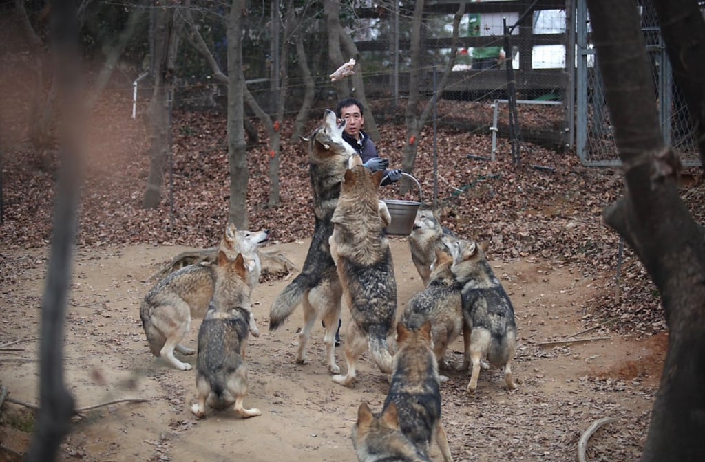 대전 오월드 늑대들 평소 모습 | 인스티즈