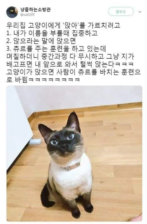 고양이한테 앉아 가르치기 | 인스티즈