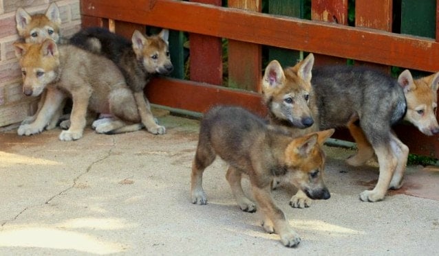 [잡담] 대전 동물원에서 탈출한 늑대 이만한가봐 | 인스티즈