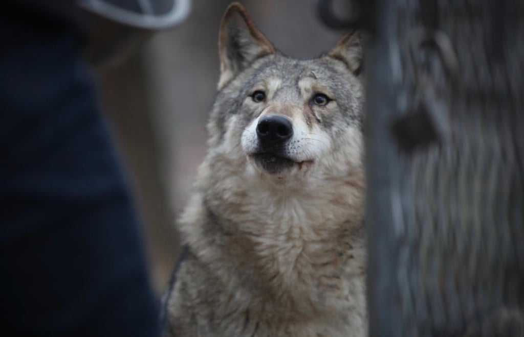 대전 오월드 늑대들 평소 모습 | 인스티즈