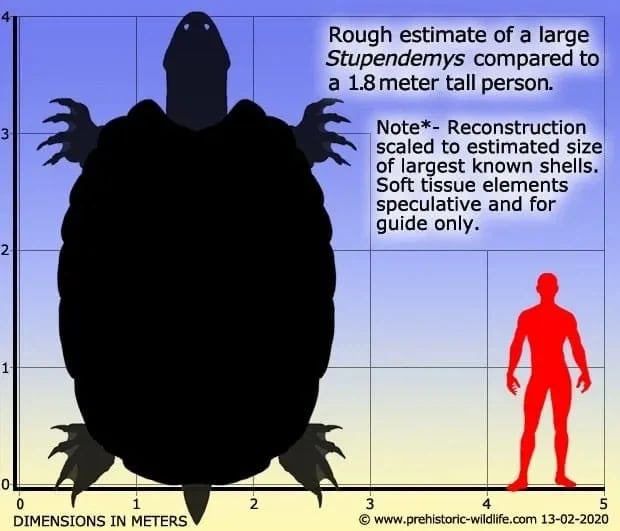 1300만 년 전 살았던 고대 거북이.jpg_4.webp
