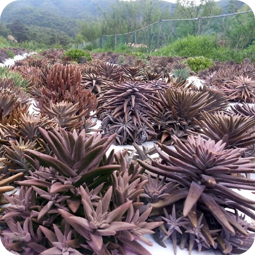 좋아하는 사람은 환장해서 먹는 우리나라 희귀 식재료 | 인스티즈