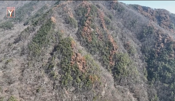이번에 불다람쥐가 새롭게 불태운 우리 산간 면적 | 인스티즈
