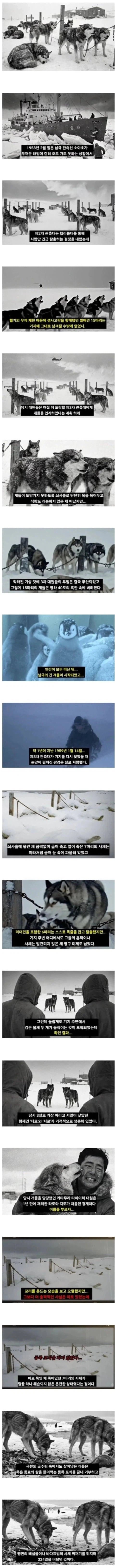 남극에 버려진 탐사견들_1.webp