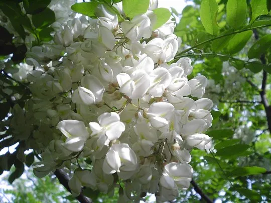 24b0d121e09c28a8699fe8b115ef04699430f3b4f0