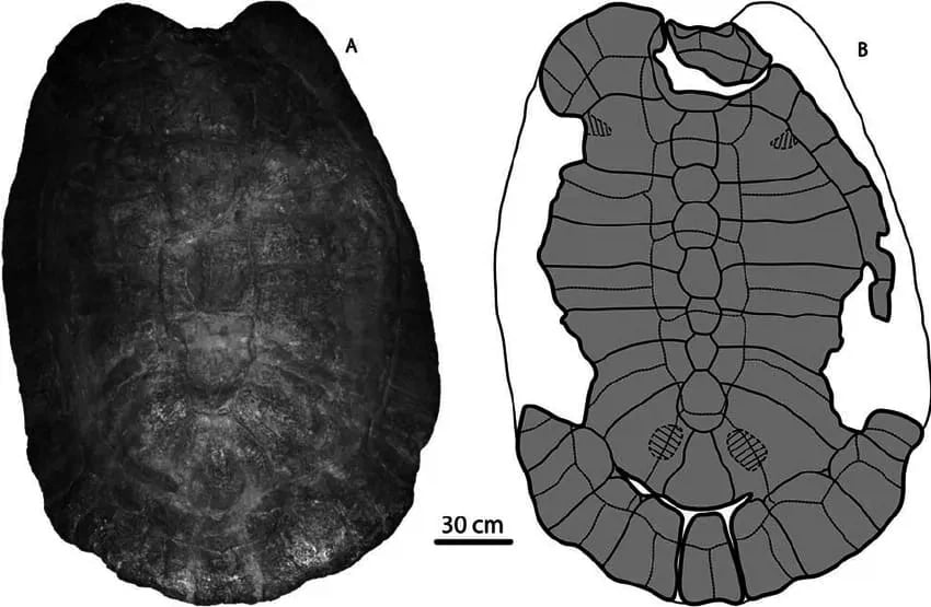 1300만 년 전 살았던 고대 거북이.jpg_2.webp