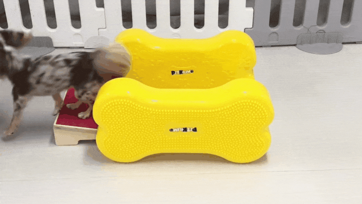 강아지 유치원에서 잘못 보낸 영상 | 인스티즈