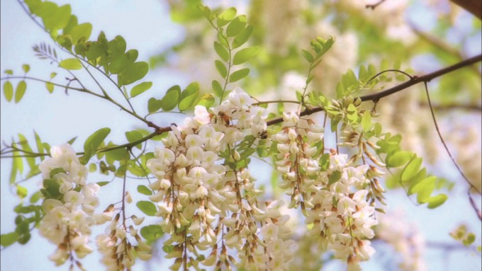 24b0d121e09c28a8699fe8b115ef04699231f7bffe